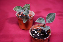 Load image into Gallery viewer, Anoectochilus Lowii