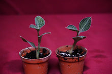 Load image into Gallery viewer, Anoectochilus Lowii