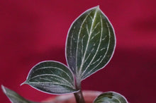 Load image into Gallery viewer, Anoectochilus Lowii