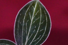 Load image into Gallery viewer, Anoectochilus Lowii