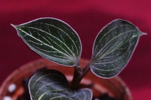 Load image into Gallery viewer, Anoectochilus Lowii