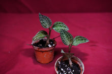 Load image into Gallery viewer, Dossinochilus Dreamcatcher