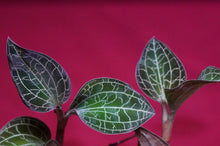 Load image into Gallery viewer, Dossinochilus Dreamcatcher