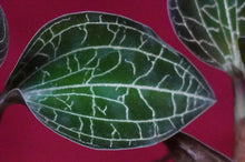 Load image into Gallery viewer, Dossinochilus Dreamcatcher