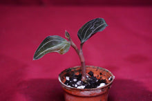 Load image into Gallery viewer, Ludochilus Sea Turtle