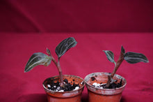 Load image into Gallery viewer, Ludochilus Sea Turtle