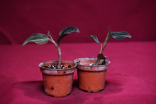 Load image into Gallery viewer, Ludochilus Sea Turtle