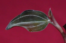 Load image into Gallery viewer, Ludochilus Sea Turtle