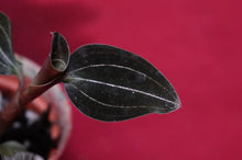 Load image into Gallery viewer, Ludochilus Sea Turtle