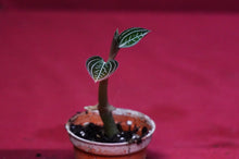 Load image into Gallery viewer, Ludisia Discolor Jewelyana