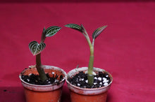 Load image into Gallery viewer, Ludisia Discolor Jewelyana