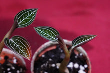 Load image into Gallery viewer, Ludisia Discolor Jewelyana