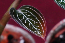 Load image into Gallery viewer, Ludisia Discolor Jewelyana