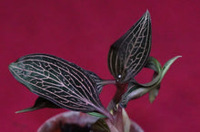 Load image into Gallery viewer, Ludisia Discolor Lightning