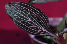 Load image into Gallery viewer, Ludisia Discolor Lightning