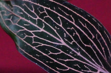 Load image into Gallery viewer, Ludisia Discolor Lightning