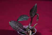 Load image into Gallery viewer, Ludisia Discolor Lightning