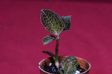 Load image into Gallery viewer, Anoectochilus Roxburghii