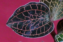 Load image into Gallery viewer, Anoectochilus Roxburghii