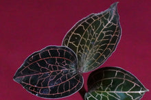 Load image into Gallery viewer, Anoectochilus Roxburghii