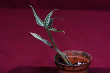 Load image into Gallery viewer, Goodyera Hispida