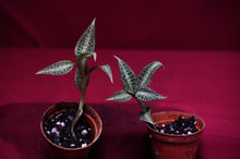 Load image into Gallery viewer, Goodyera Hispida