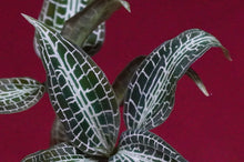 Load image into Gallery viewer, Goodyera Hispida