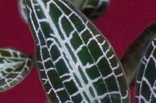 Load image into Gallery viewer, Goodyera Hispida