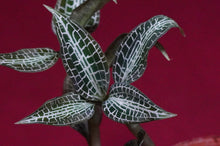 Load image into Gallery viewer, Goodyera Hispida