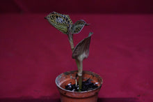 Load image into Gallery viewer, Anoectochilus Albolineatus