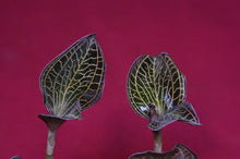 Load image into Gallery viewer, Anoectochilus Albolineatus