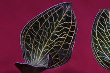 Load image into Gallery viewer, Anoectochilus Albolineatus