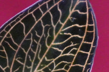 Load image into Gallery viewer, Anoectochilus Albolineatus