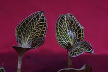 Load image into Gallery viewer, Anoectochilus Albolineatus