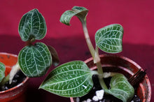 Load image into Gallery viewer, Anoectodes Charlotte's Web