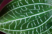 Load image into Gallery viewer, Anoectodes Charlotte's Web