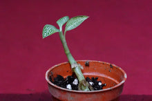 Load image into Gallery viewer, Ludisia Discolor Alba