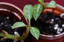 Load image into Gallery viewer, Ludisia Discolor Alba