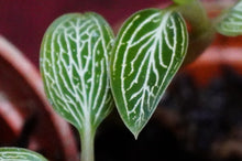 Load image into Gallery viewer, Ludisia Discolor Alba