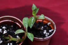 Load image into Gallery viewer, Ludisia Discolor Alba