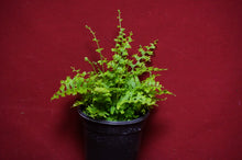 Load image into Gallery viewer, Cotton Candy Boston Fern