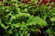 Load image into Gallery viewer, Cotton Candy Boston Fern