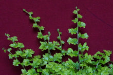 Load image into Gallery viewer, Cotton Candy Boston Fern