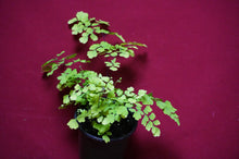 Load image into Gallery viewer, Adiantum Fragrans Maidenhair Fern