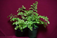 Load image into Gallery viewer, Adiantum Fragrans Maidenhair Fern