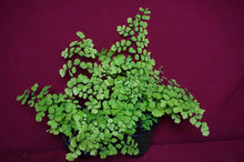 Load image into Gallery viewer, Adiantum Fragrans Maidenhair Fern