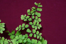 Load image into Gallery viewer, Adiantum Fragrans Maidenhair Fern