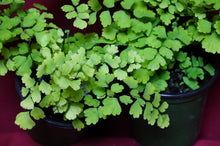 Load image into Gallery viewer, Adiantum Fragrans Maidenhair Fern