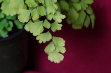 Load image into Gallery viewer, Adiantum Fragrans Maidenhair Fern