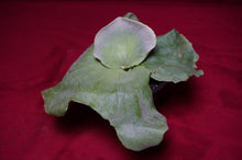 Load image into Gallery viewer, Platycerium Grande